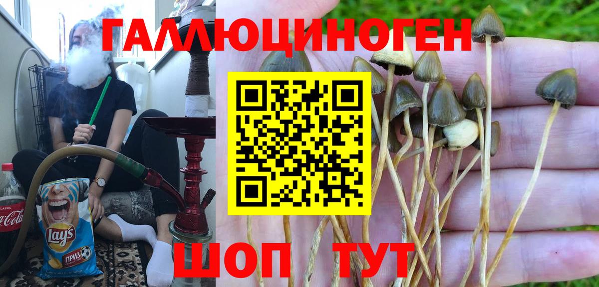 купить  цена  Галлюциногенные грибы Psilocybine cubensis  Вход с VPN  Новотроицк 